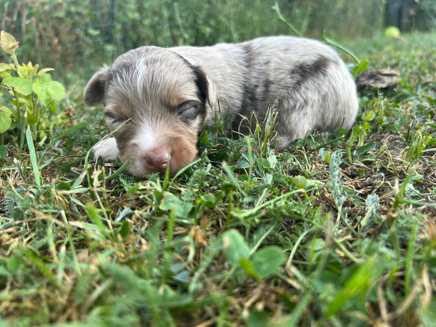 CHIOT 10