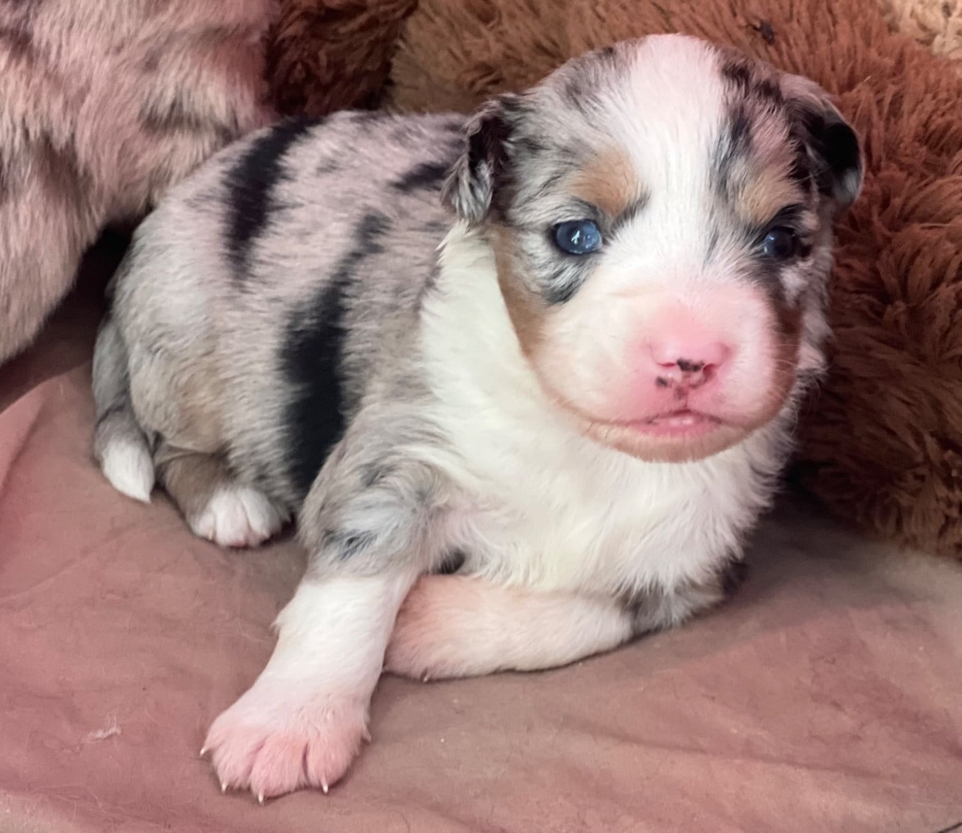 CHIOT 2