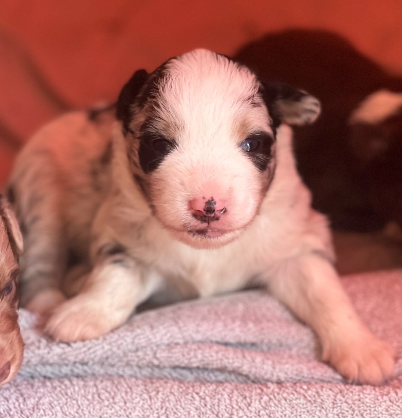 CHIOT 3
