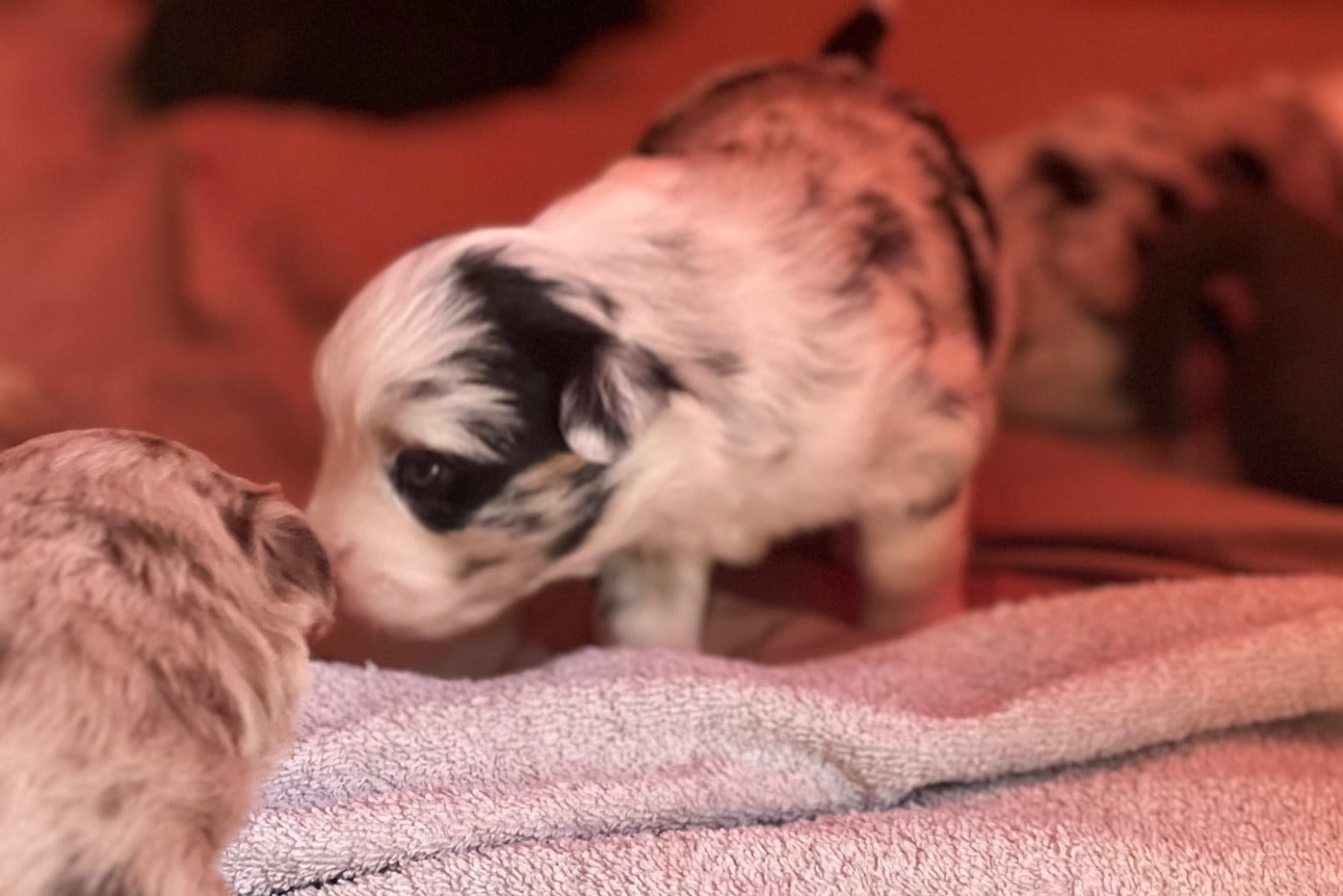 CHIOT 3