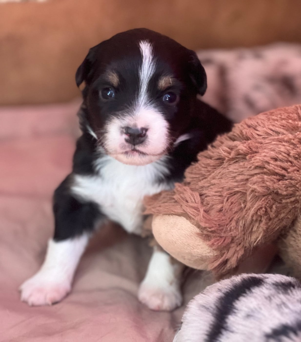CHIOT 4