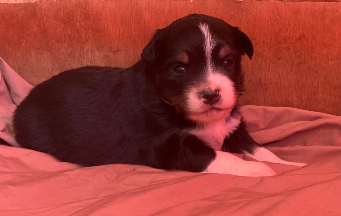 CHIOT 4