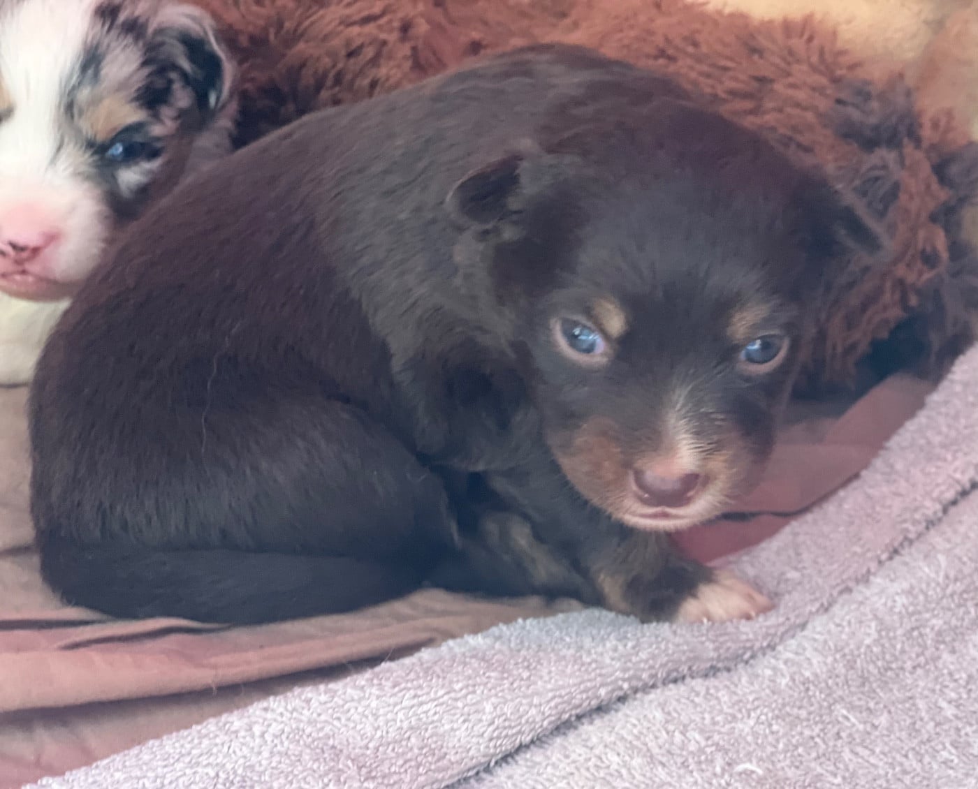 CHIOT 6
