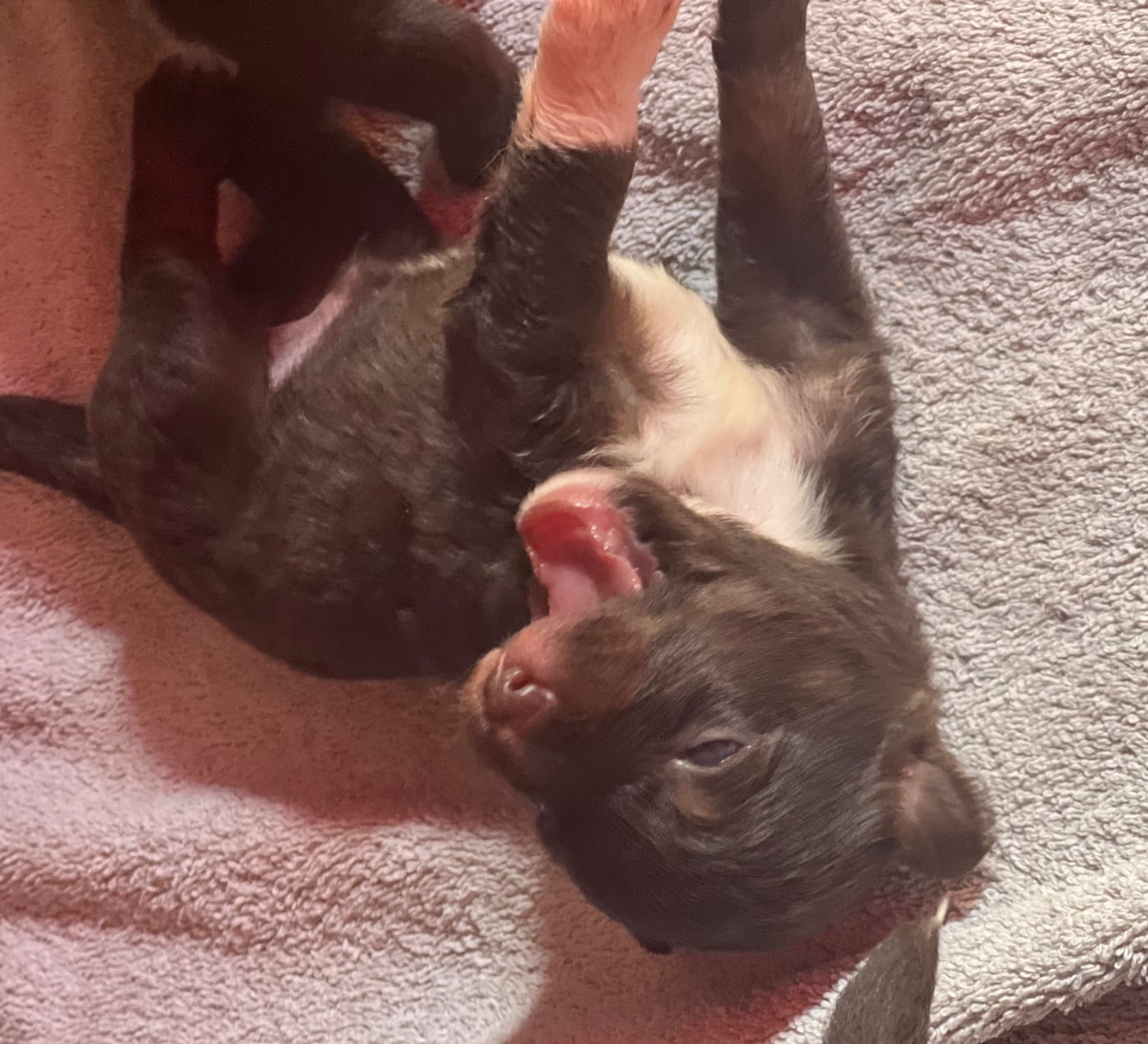 CHIOT 11