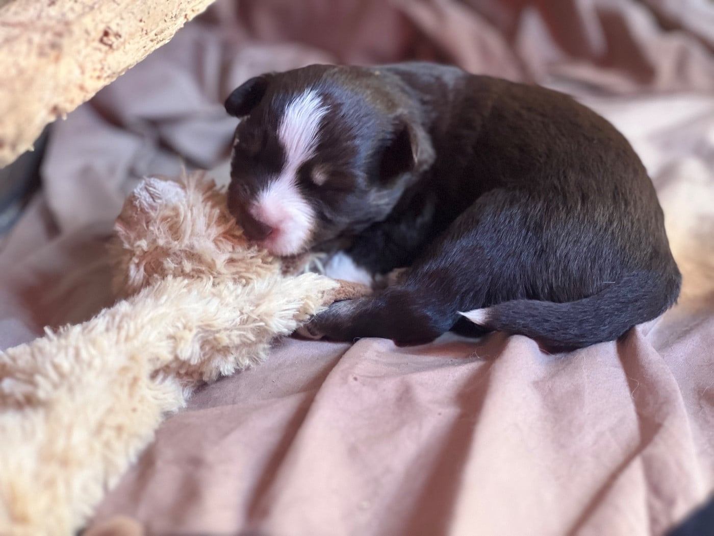 CHIOT 8