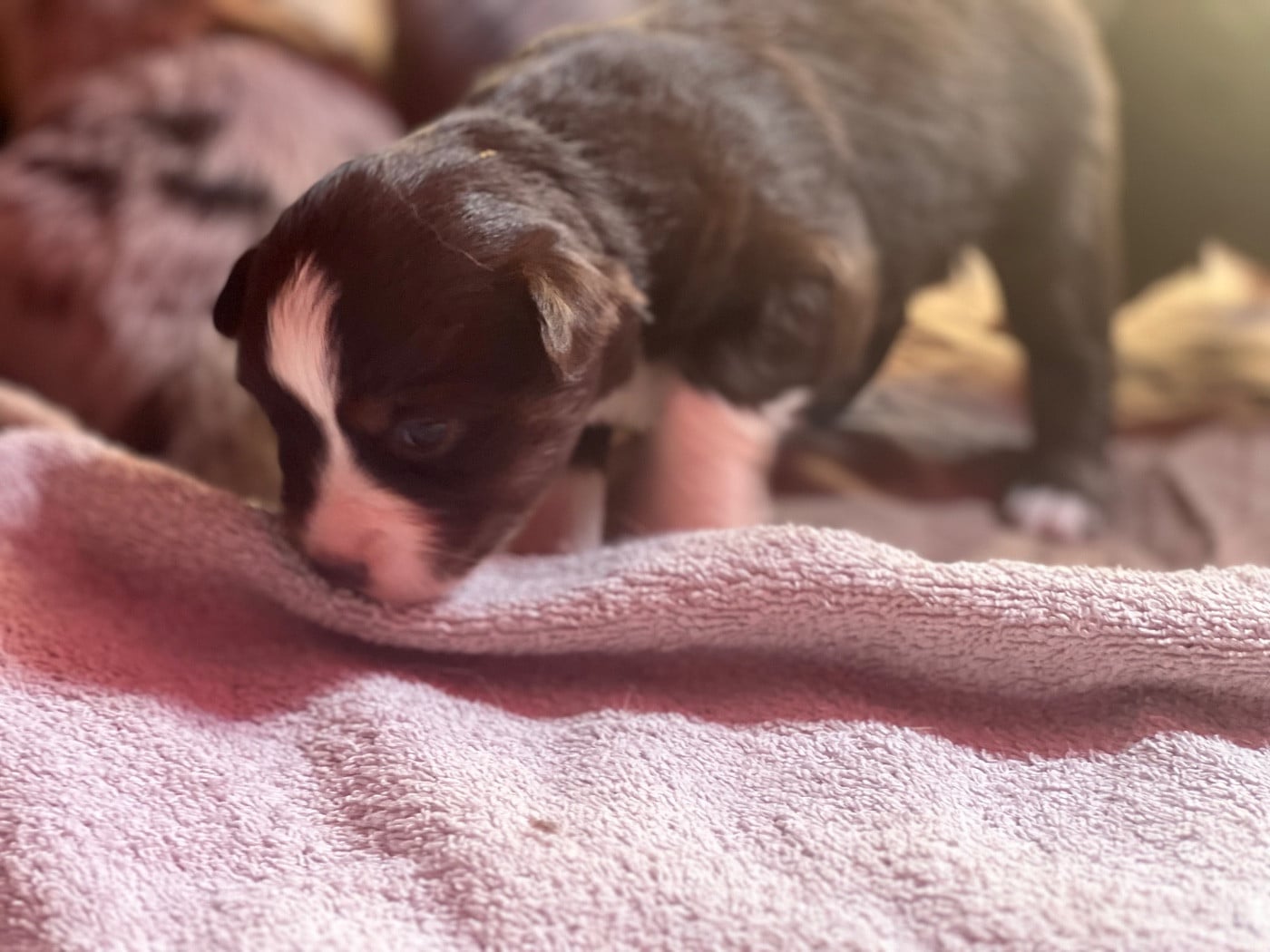 CHIOT 8