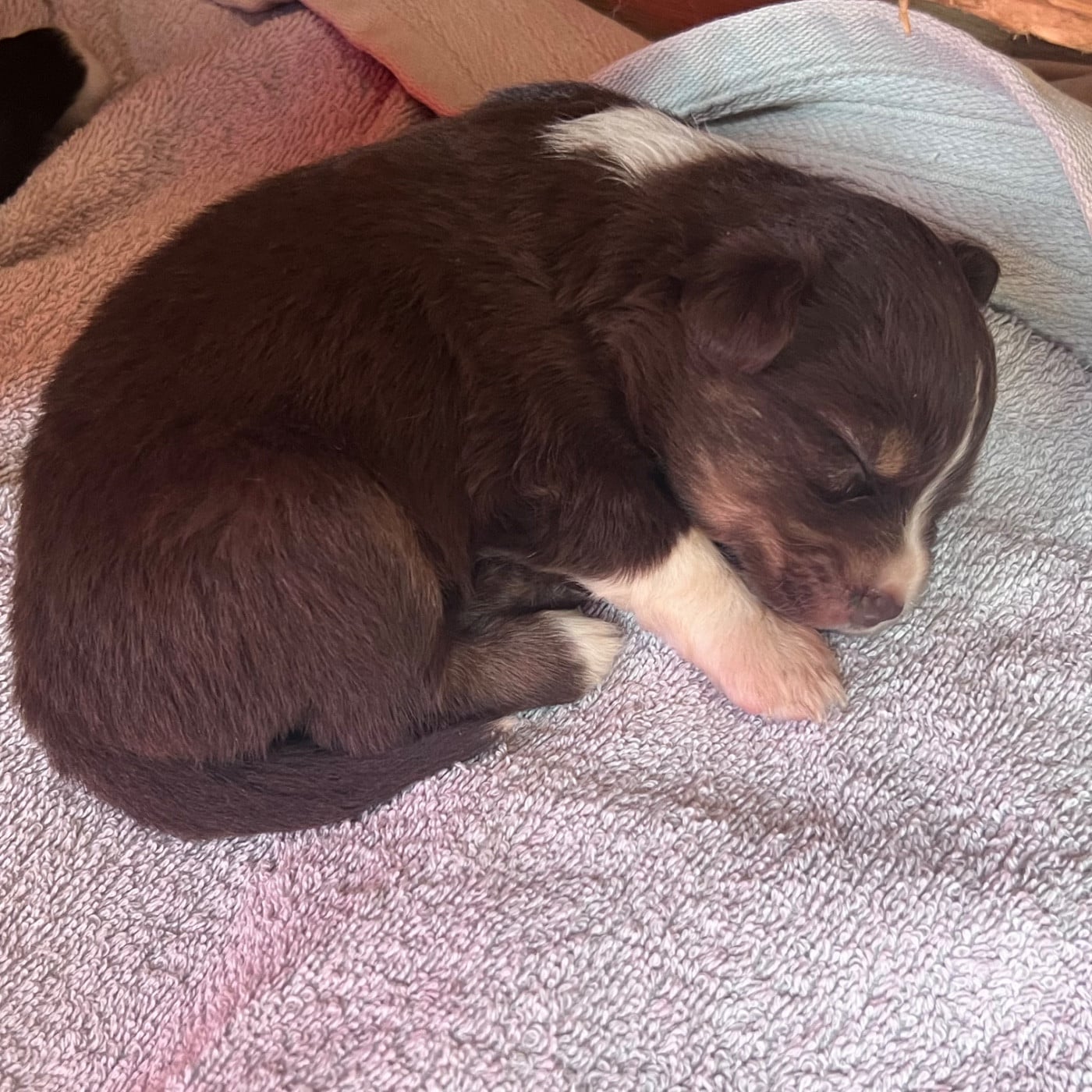 CHIOT 11