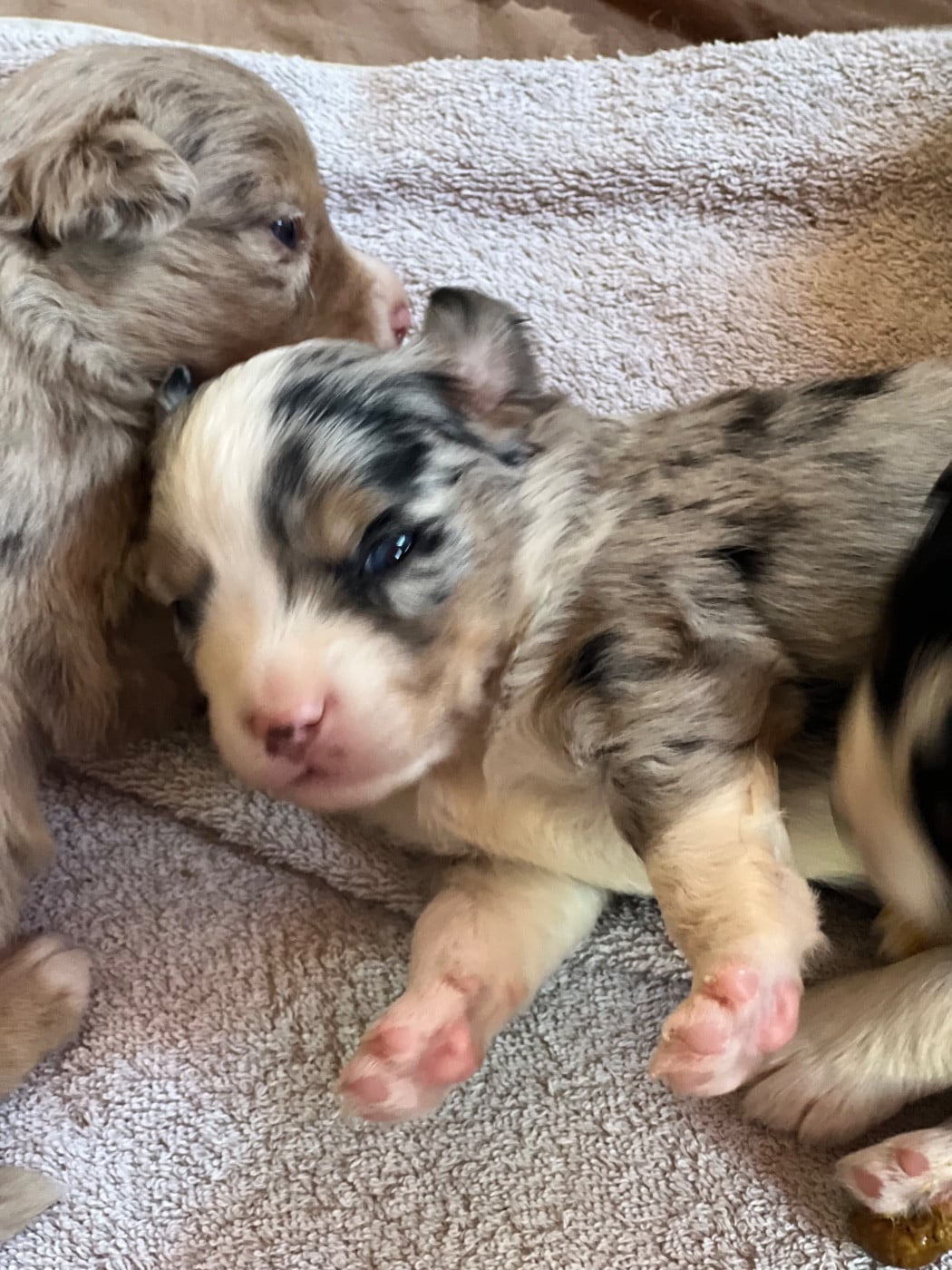 CHIOT 2