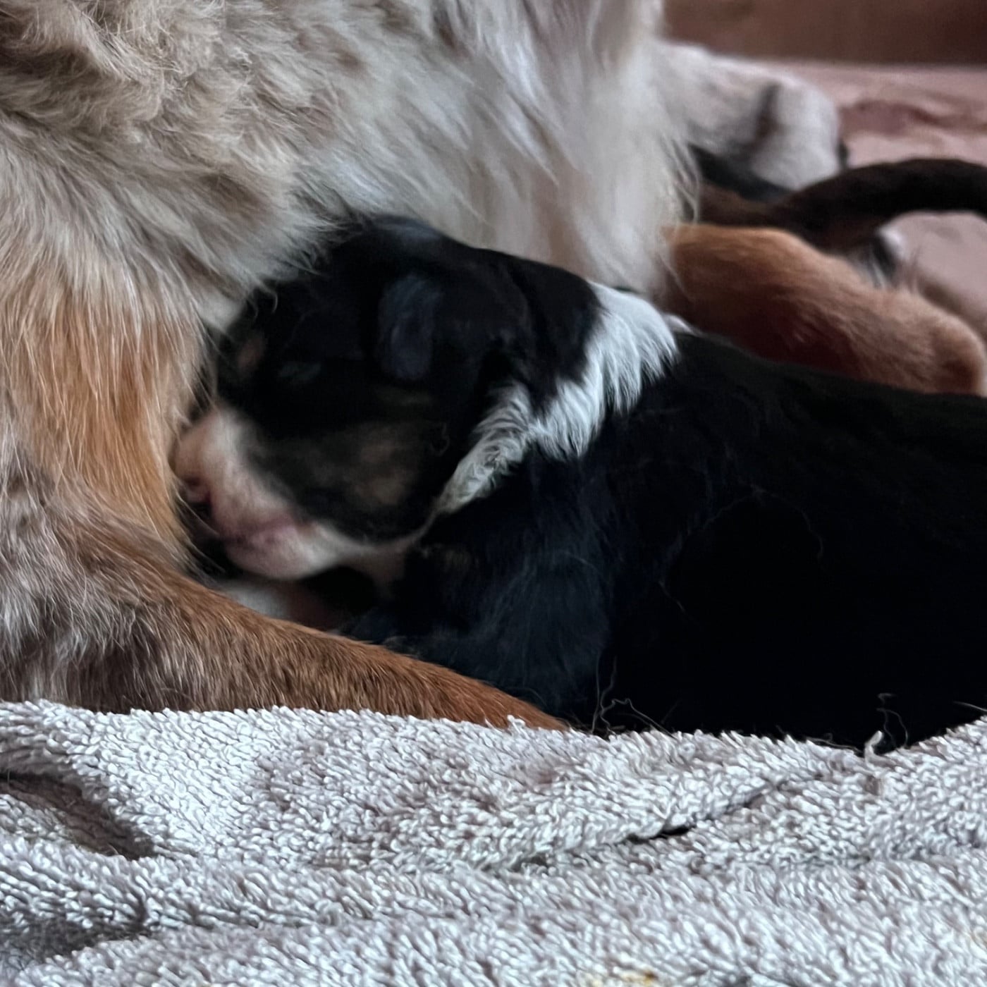 CHIOT 5