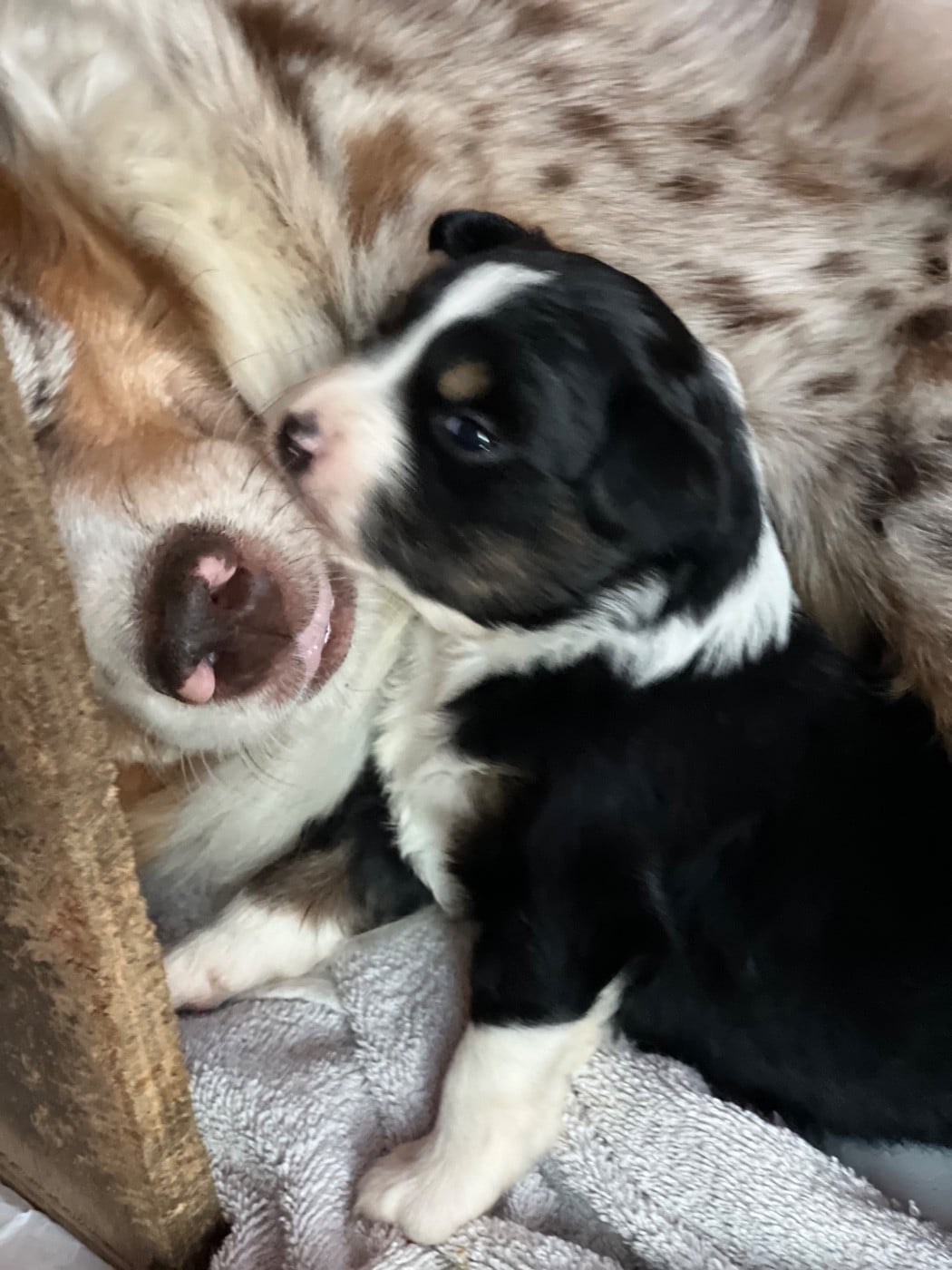 CHIOT 5