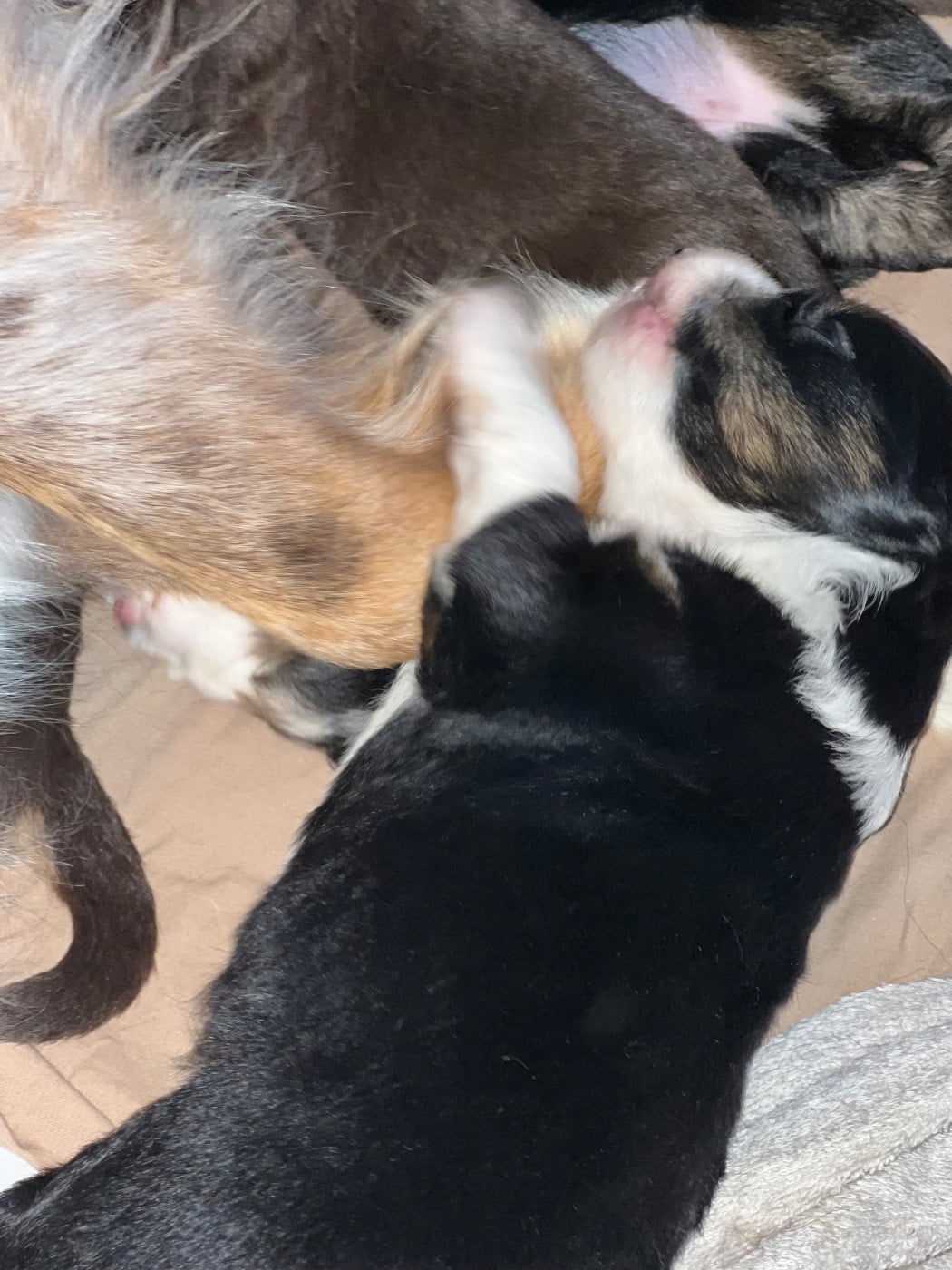 CHIOT 5