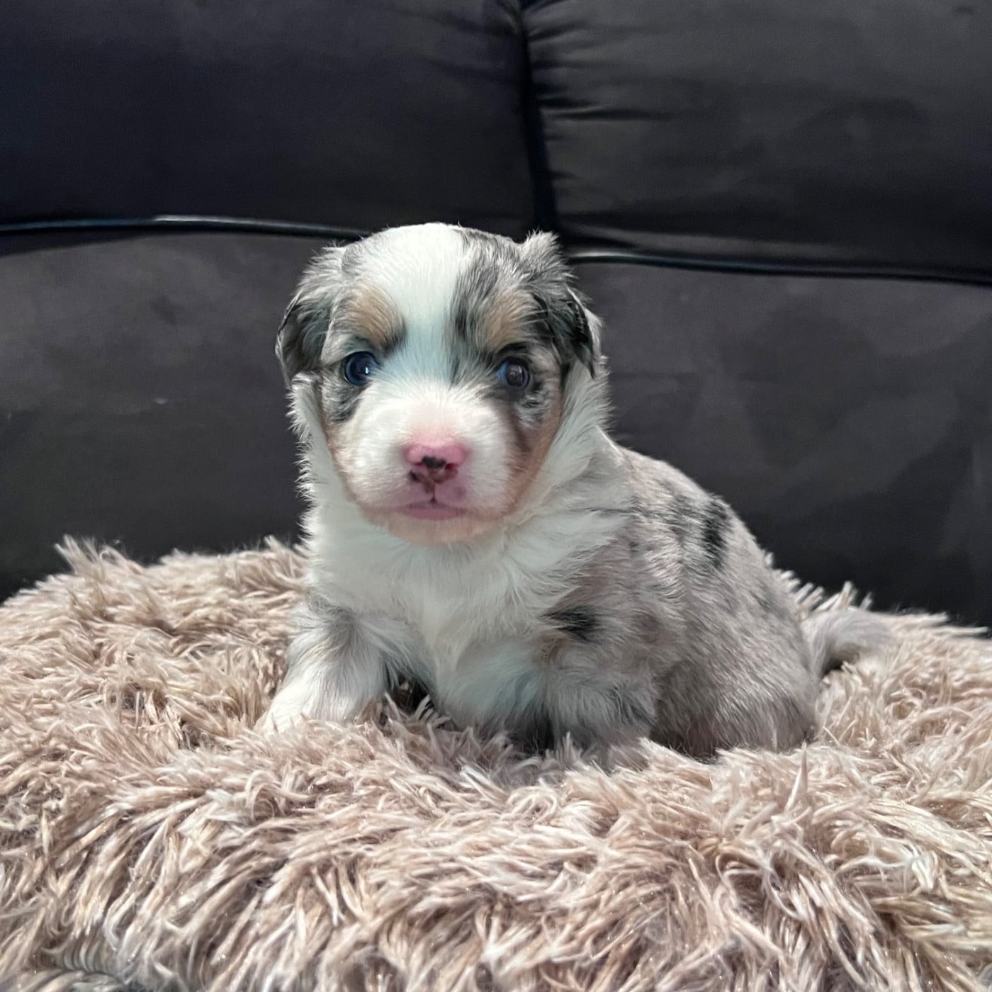 CHIOT 2