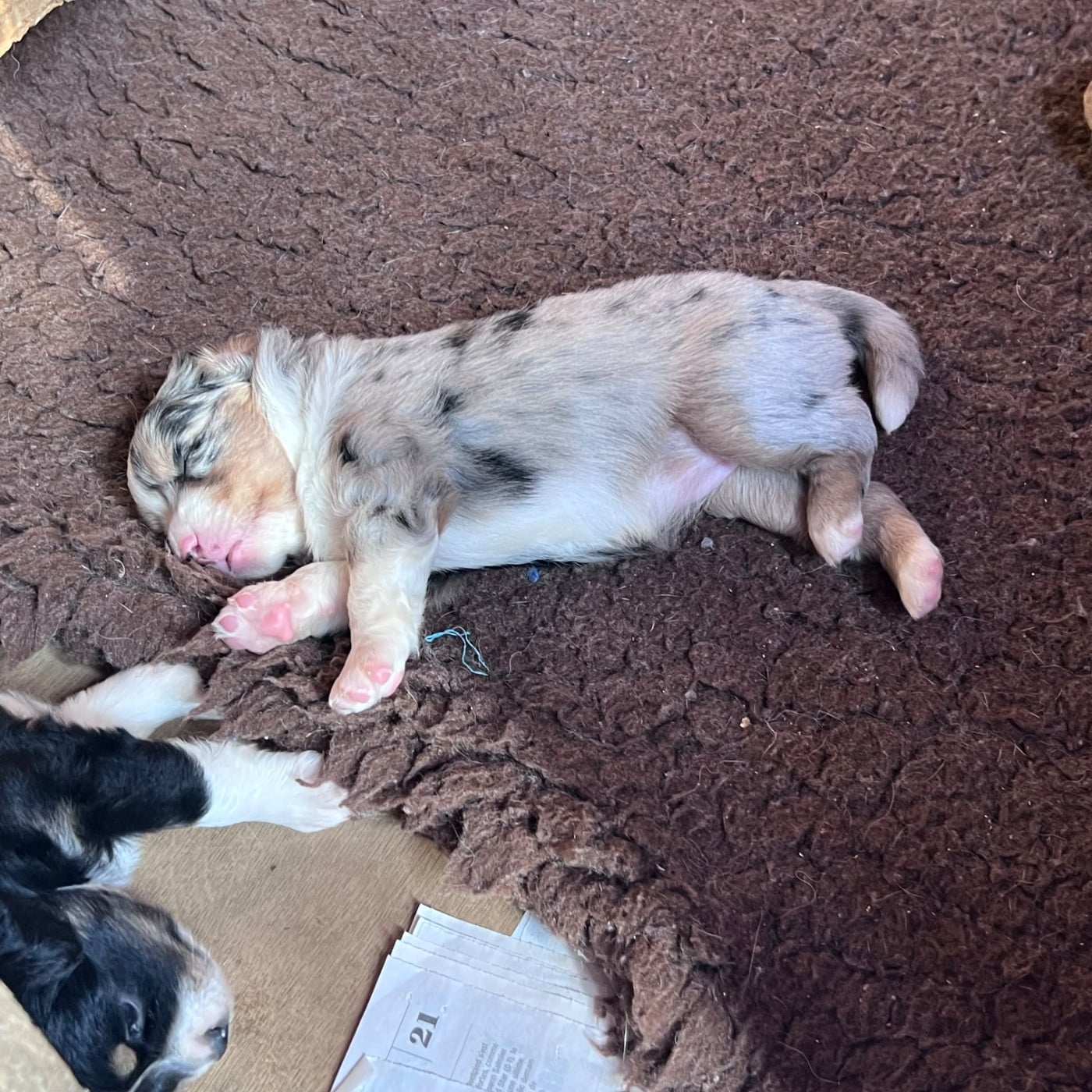 CHIOT 2