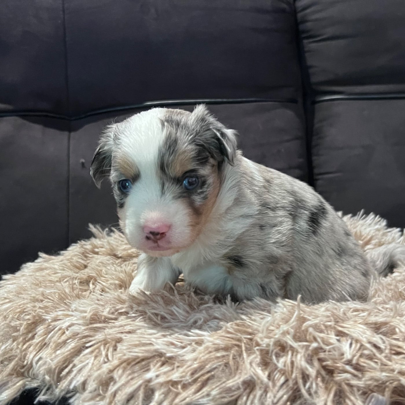 CHIOT 2