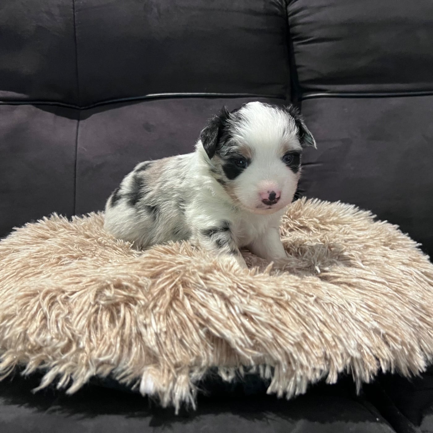 CHIOT 3