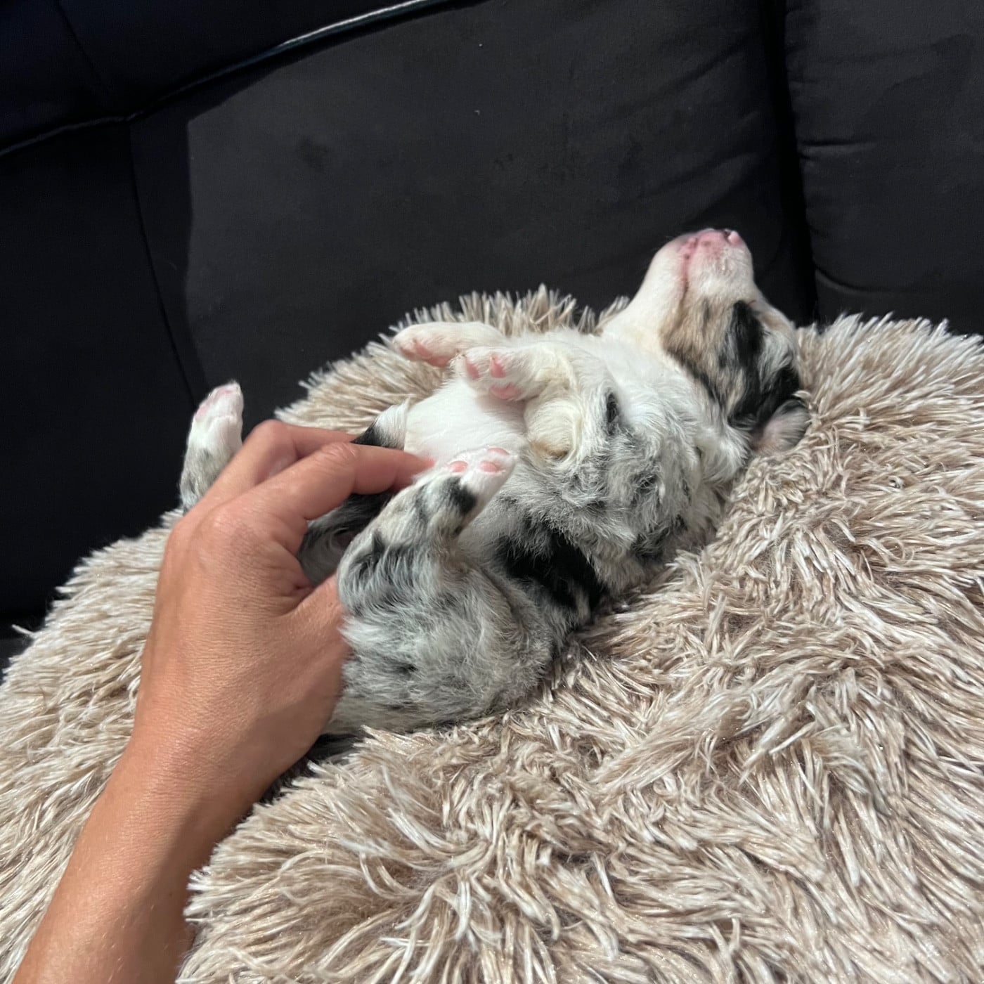 CHIOT 3