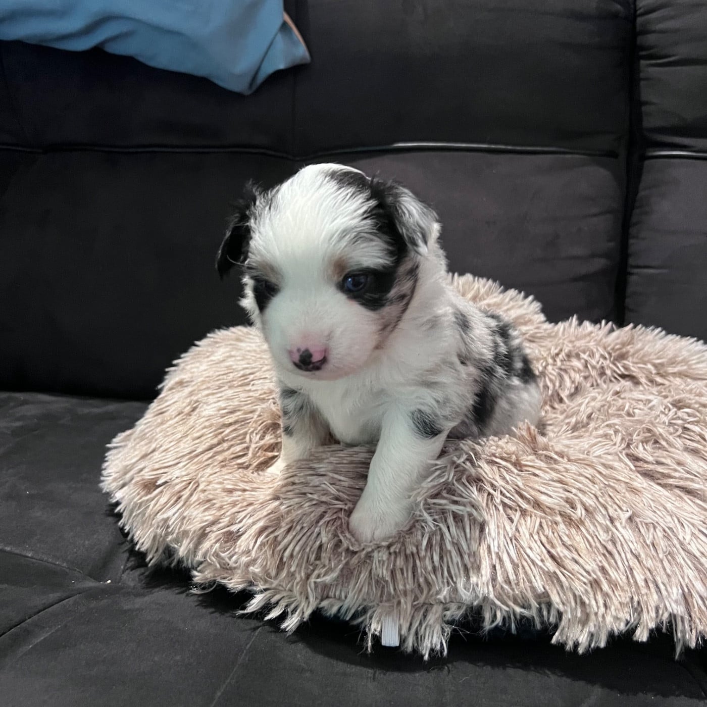 CHIOT 3