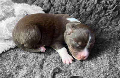 Les chiots de Berger Américain Miniature 