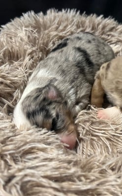 Les chiots de Berger Américain Miniature 