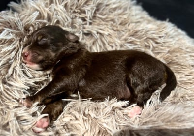 Les chiots de Berger Américain Miniature 