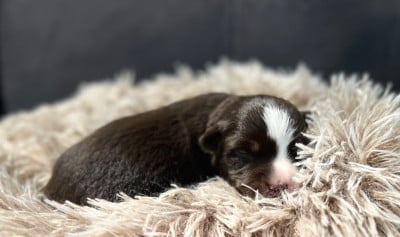 Les chiots de Berger Américain Miniature 