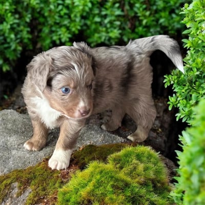 Les chiots de Berger Américain Miniature