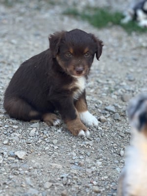 Les chiots de Berger Américain Miniature 