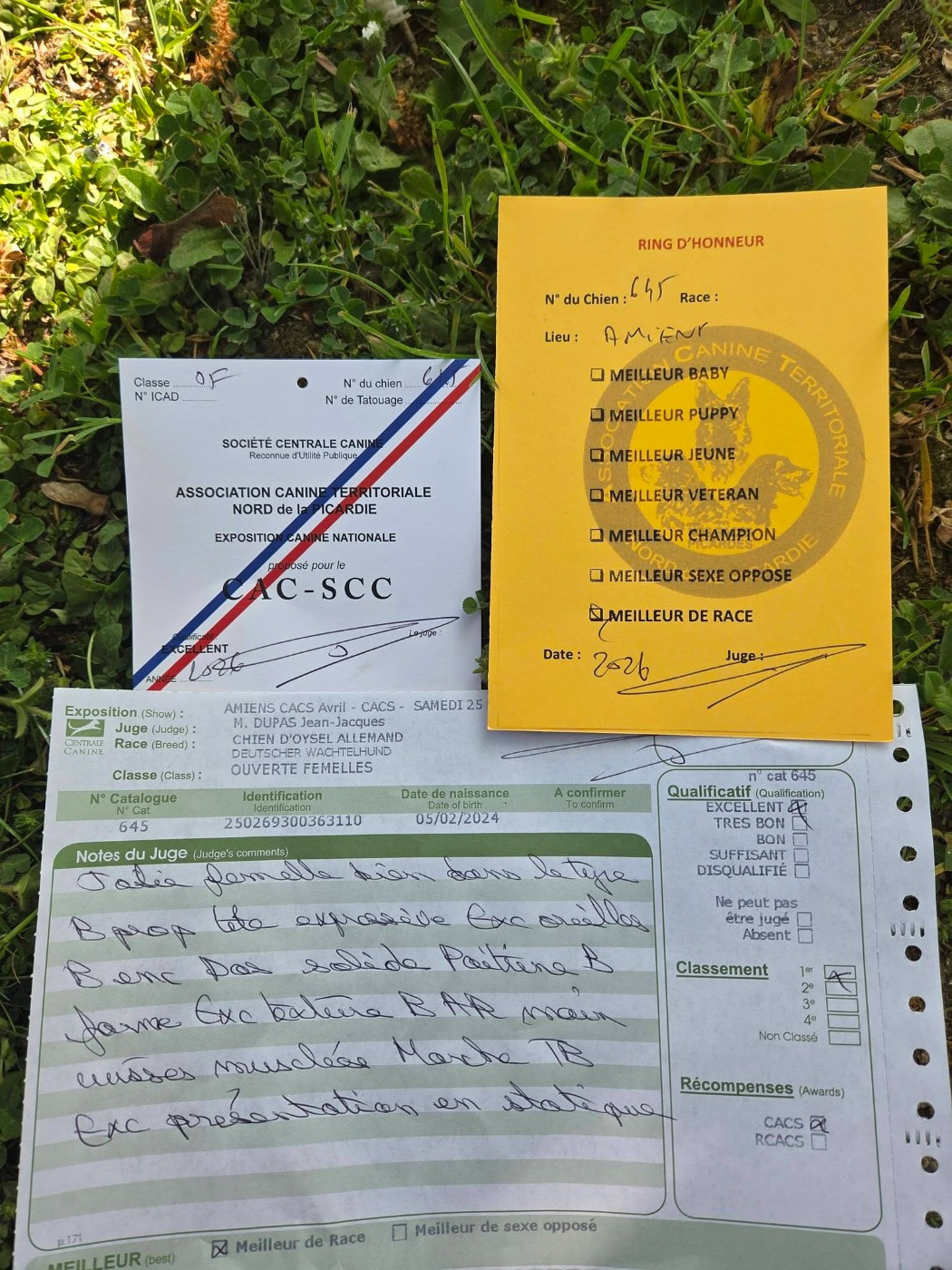 Meister Des Waldes Vog - 1er Excellent - CACS - BOB