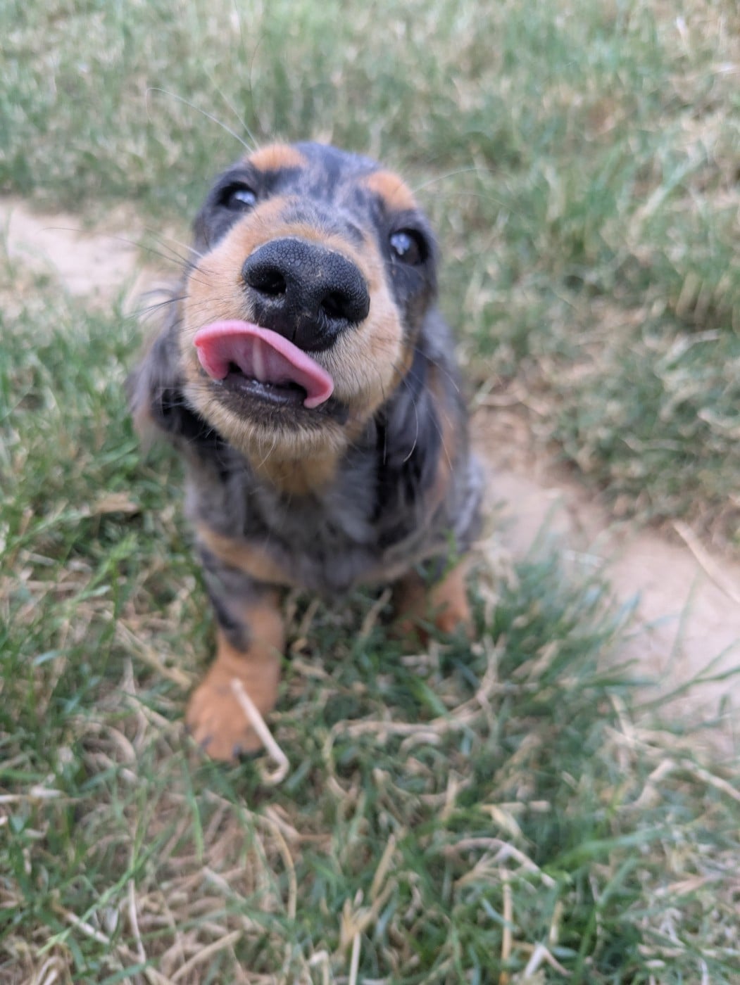Biscuit