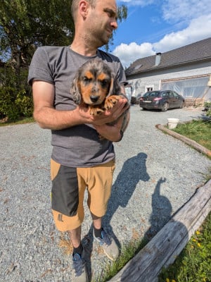 Les chiots de Teckel poil long