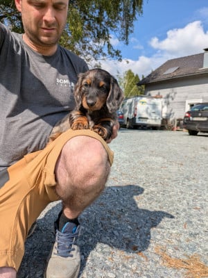 Les chiots de Teckel poil long