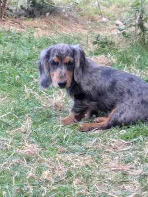 Les chiots de Teckel poil long