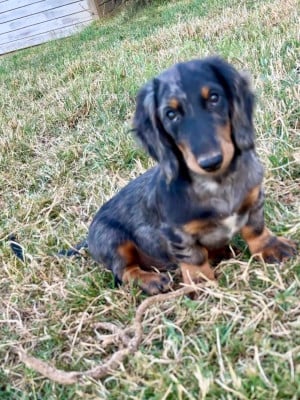 Les chiots de Teckel poil long