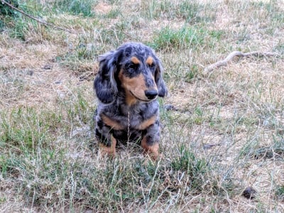 Les chiots de Teckel poil long