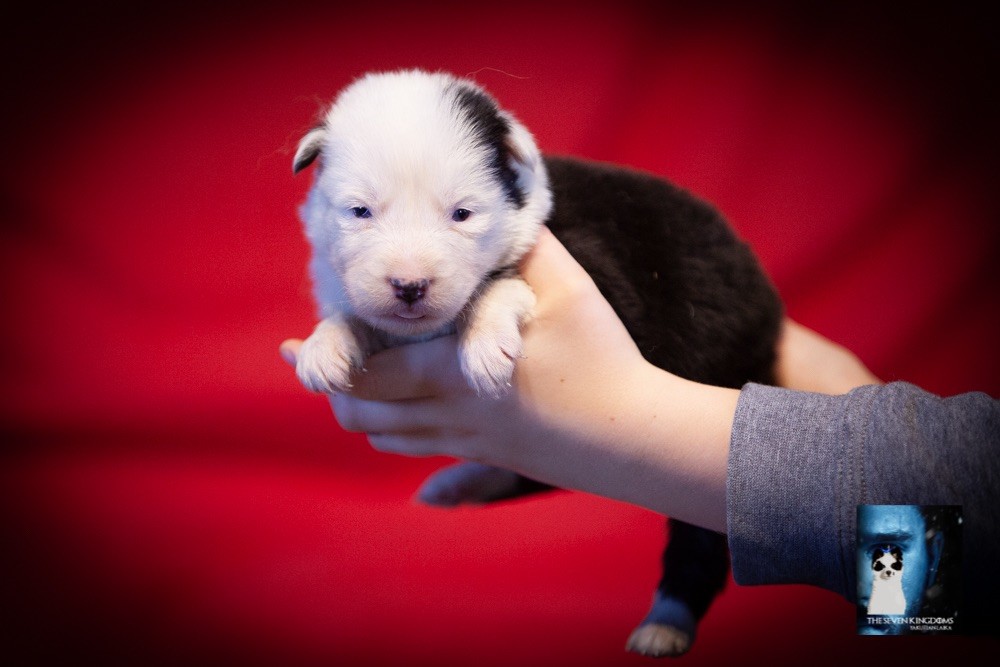 CHIOT Femelle 3 - Laika de iakoutie