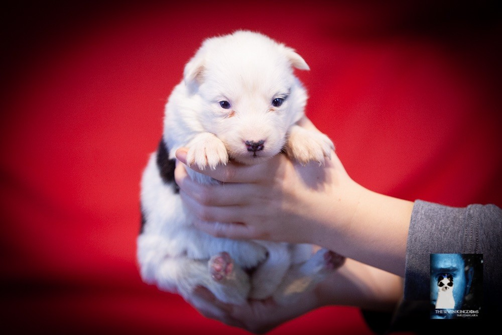 CHIOT Femelle 1 - Laika de iakoutie
