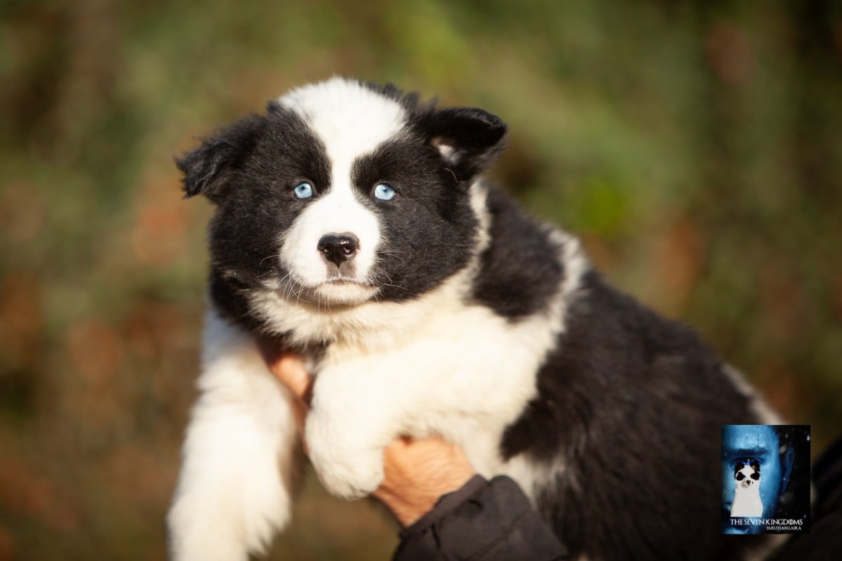 Chiot Laika de iakoutie