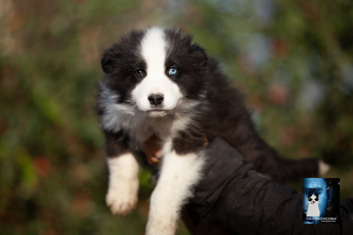 Laika de iakoutie - Seven Kingdoms Wolves