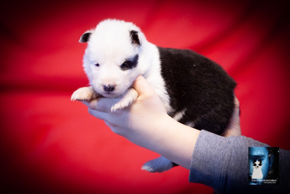 CHIOT Femelle 2 - Laika de iakoutie