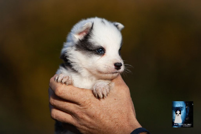 Les chiots de Laika de iakoutie