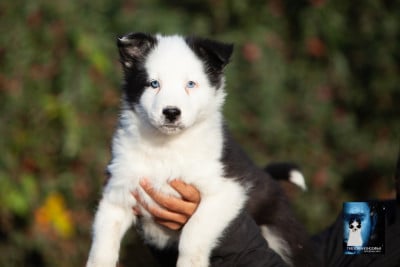 Les chiots de Laika de iakoutie