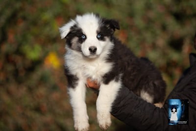 Les chiots de Laika de iakoutie
