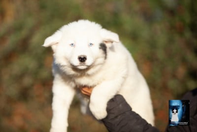 ARGELLA - Laika de iakoutie