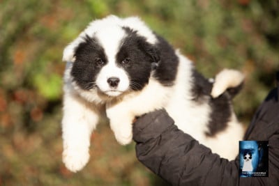 ARRA - Laika de iakoutie