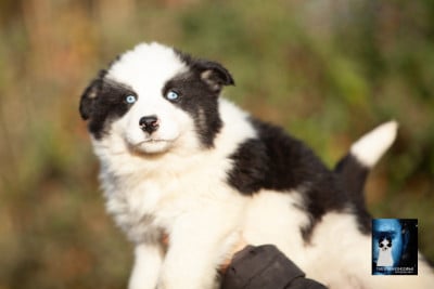 ASHA - Laika de iakoutie