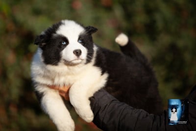 Les chiots de Laika de iakoutie
