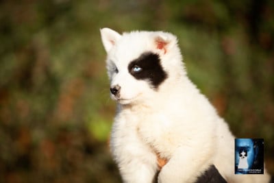 ASNOW - Laika de iakoutie