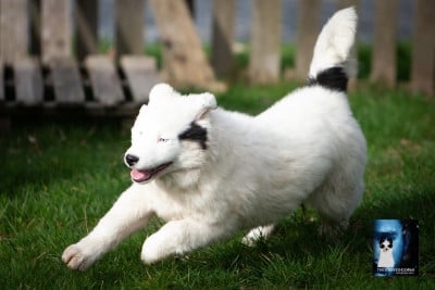 Les chiots de Laika de iakoutie