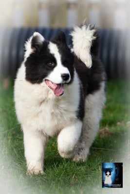 Les chiots de Laika de iakoutie