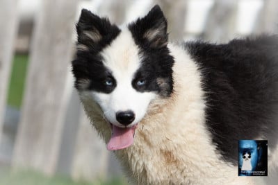 Les chiots de Laika de iakoutie